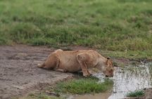 3-Day Private Family Safari Experience with Comfort for Children