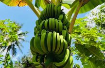 Zanzibar: Spice Farm & Stone Town Private Guided Tour with Lunch