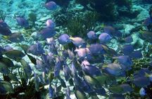 Mayan Adventure: Snorkel in Cove, Cenotes & Underground River