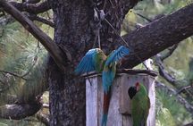 Observation of free-living macaws in the middle of the forest