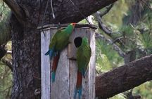 Observation of free-living macaws in the middle of the forest
