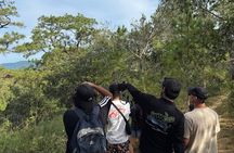 Observation of free-living macaws in the middle of the forest