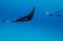 Ocean Safari: Orcas, Whales & Baja's Ocean Giants Adventure