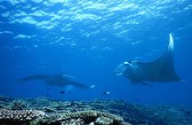 【1st】Private Diving Experience at Ishigaki Island - Novices welcome!～