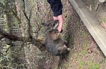 Phillip Island and Moonlit Sanctuary Premium Day Tour Small group