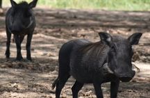 5-Day Camping Safari | Tarangire | Ngorongoro | Serengeti