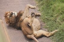 5-Day Camping Safari | Tarangire | Ngorongoro | Serengeti