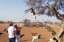 Agadir Cable Car & Crocopark Tour with Tree Climbing Goats