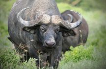 Early Morning Nairobi National Park Group Joining Tour
