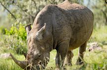 Early Morning Nairobi National Park Group Joining Tour