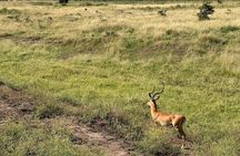 Early Morning Nairobi National Park Group Joining Tour