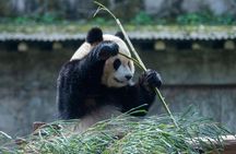 Beijing Culture: Calligraphy Class, Hutong Rickshaw, Panda House