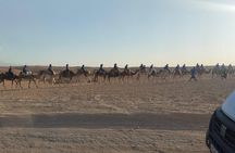 Agafay desert dinner show&camel ride