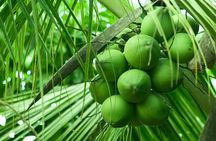 Chocolate Tour Basic: Self-drivers without lunch