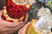 Colombian Cacao Experience in Medellin - LIMITED SPOTS AVAILABLE!