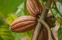 Chocolate Tour Standard #2: Lunch Included without transportation