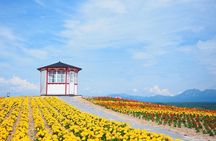 Hokkaido: Biei Blue Pond & Furano Lavender Farm Day Tour