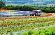 Hokkaido: Biei Blue Pond & Furano Lavender Farm Day Tour