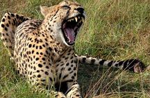 Maasai Mara 3days private JEEP safari