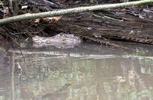 Mystical Pack Shared Canoe Tour, Day Walk and Night Walk