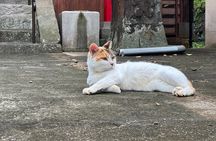 Finding Local Cats and Hidden Alleys of Nagasaki Walking Tour