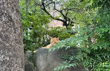 Finding Local Cats and Hidden Alleys of Nagasaki Walking Tour