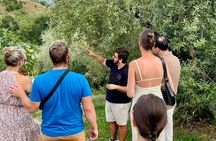 Lake Garda Olive Oil Tour & Tasting with Panoramic Views