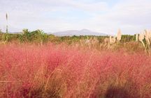 Small Group Tour for Jeju Fall Pink Muhly, Tangerines & Mt. Halla