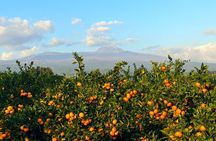 Small Group Tour for Jeju Fall Pink Muhly, Tangerines & Mt. Halla