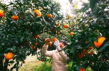 Small Group Tour for Jeju Fall Pink Muhly, Tangerines & Mt. Halla