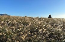 Small Group Tour for Jeju Fall Pink Muhly, Tangerines & Mt. Halla