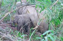 Half Day Afternoon Elephant Observation Tour in Chiang Mai