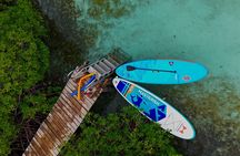 Snorkel Aruba's Vibrant Waters and Serene Mangroves Private Tour