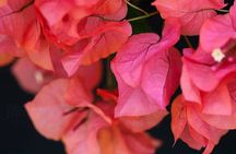 Explore Paros Island: Private Experience