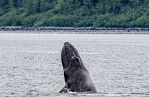 Glacier Bay Day Tour: Explore Tidewater Glaciers and Wildlife