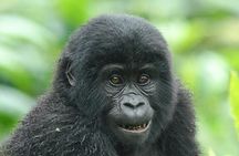 9 Days Uganda Wildlife & Primates Safari