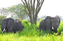 9 Days Uganda Wildlife & Primates Safari