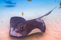 Stingray City and Seven Mile Beach Adventure Tour