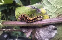 Rincón de la Vieja Volcano Hike & Crystal-Blue Swimming Adventure