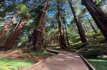 Muir Woods, Sausalito, Battery Spencer Premium Small-Group Tour