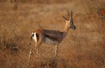 One night safari to Tsavo east from Diani, Watamu and Mombasa