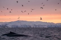Tromsø: Whale Safari by RIB Boat with Transfer