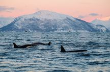 Tromsø: Whale Safari by RIB Boat with Transfer