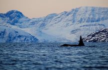 Tromsø: Whale Safari by RIB Boat with Transfer