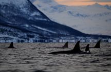 Tromsø: Whale Safari by RIB Boat with Transfer