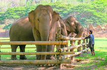 Chiang Mai Elephant Sanctuary and Sticky Waterfall Day Tour