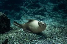 Scuba Diving in La Paz Private Tour