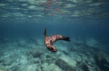 Scuba Diving in La Paz Private Tour