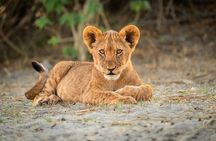 6-Day Kenya Big Five Wildlife and Adventure Safari