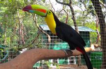 Roatán Sloths, Monkeys & West Bay Beach Day Pass